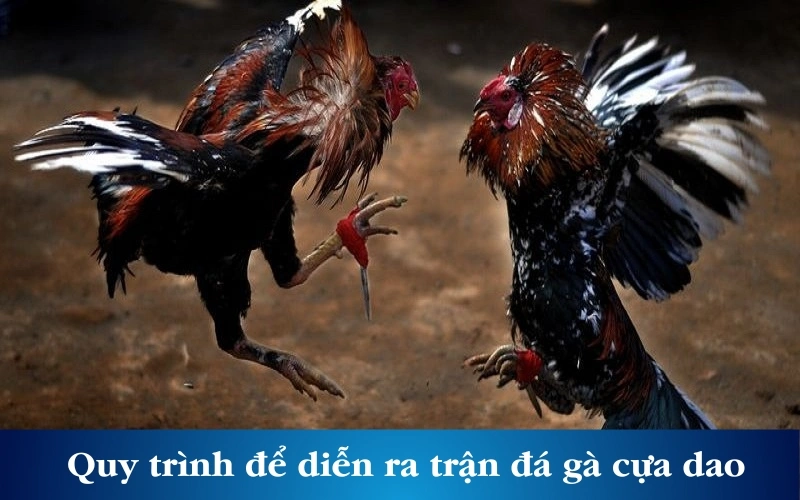 Quy trình để diễn ra một trận đá gà cựa dao