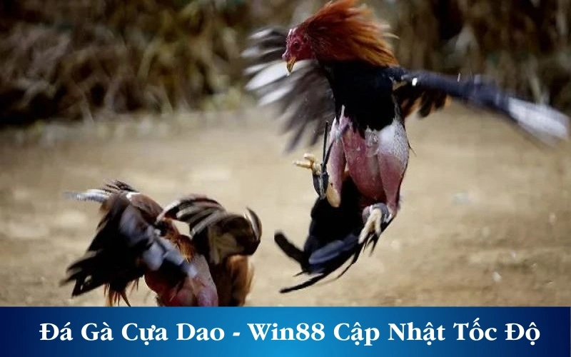 Đá Gà Cựa Dao - Được Win88 Cập Nhật Tốc Độ Siêu Nhanh