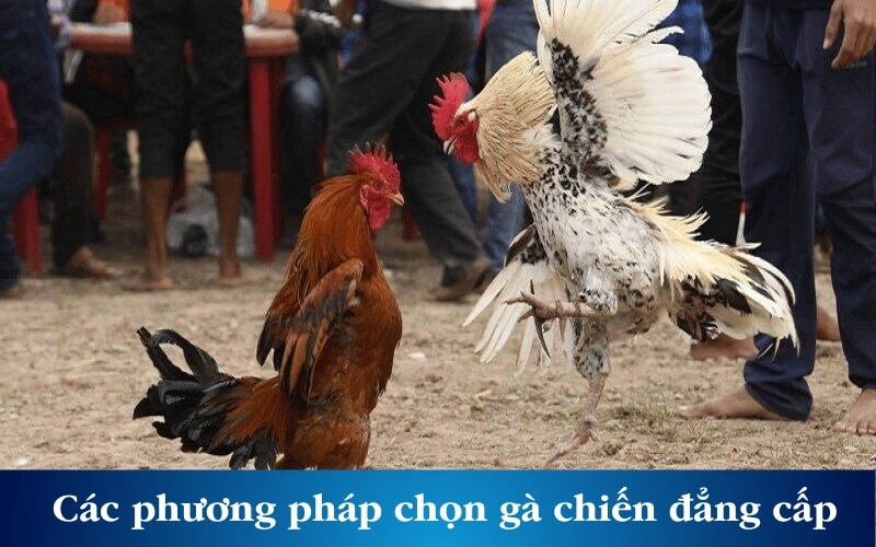 Các phương pháp chọn gà chiến đẳng cấp