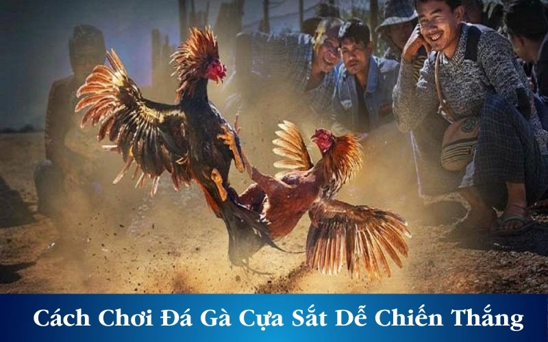 Cách Chơi Đá Gà Cựa Sắt Dành Chiến Thắng Lớn